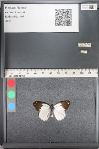 Media type: image;   Entomology 130246